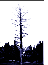 Dead Tree