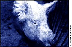[1 Pig]