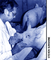 [Pigs]
